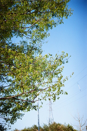 tree_Solaris200_05062011smena