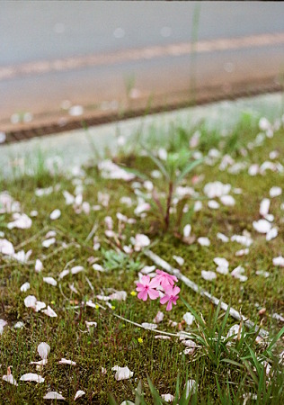 Shibazakura_OLYMPUS_PEN_FT_Kodak_PORTRA160NC_05092011-01