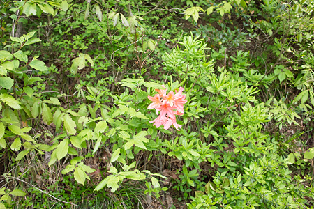 flower05182011dp1-03