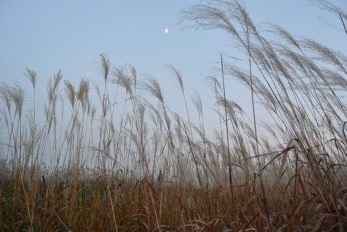 resize1263 写真: resize1263