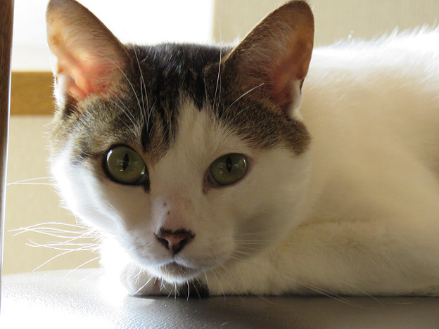 resize1276 写真: resize1276
