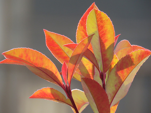 resize1279 写真: resize1279