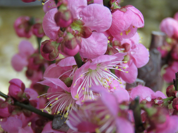 resize1333 写真: resize1333