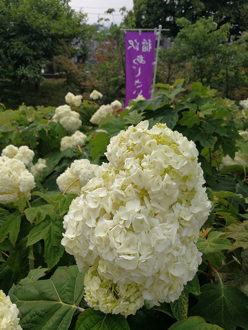 resize16366 写真: resize16366