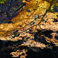 Photos: 紅葉
