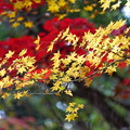 Photos: 紅葉