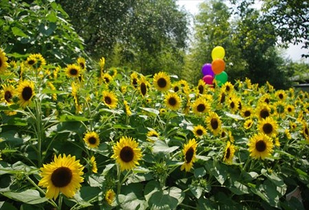 IMGP9241_0726