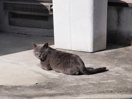 灰色な風格を漂わせる猫