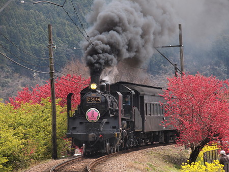 C56 SLかわね路 抜里~川根温泉笹間渡07
