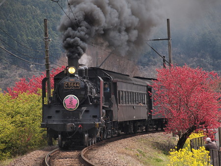 C56 SLかわね路 抜里~川根温泉笹間渡10