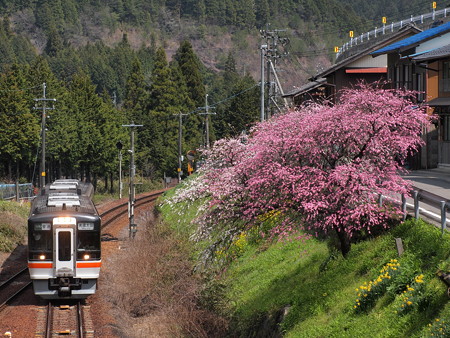 キハ75形普通 高山本線下油井駅02