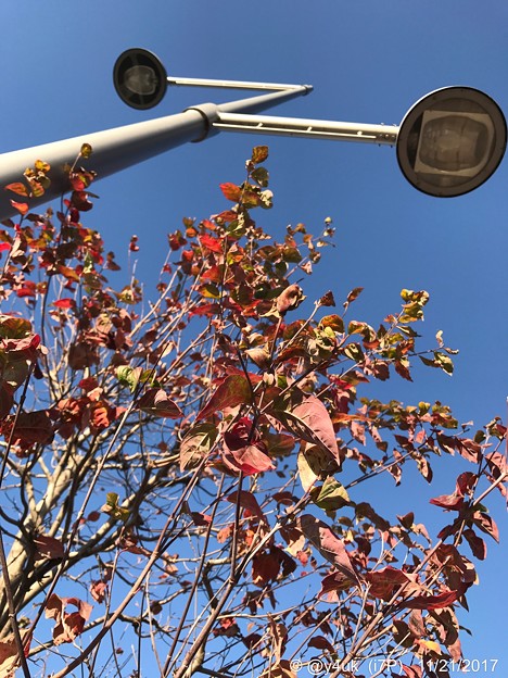 11.21街路樹の紅葉～紅に染まったこのオレを♪～autumn in orange red leaves