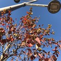 11.21街路樹の紅葉～紅に染まったこのオレを♪～autumn in orange red leaves