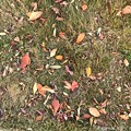 colorful palette ～autumn in leaves～落ち葉