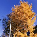 黄金に輝く黄葉！思わず立ち止まりフィルム風～旅の途中～gold leaves