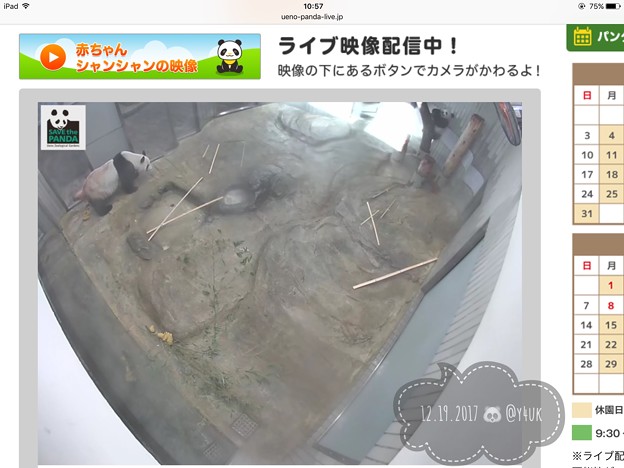 シンシン●●●中～カメラが捉えた決定的瞬間～シャンシャン木登り大好き中♪&lt;ライヴ映像am初日&gt;