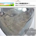 Photos: シンシン●●●中～カメラが捉えた決定的瞬間～シャンシャン木登り大好き中♪<ライヴ映像am初日>