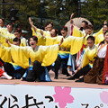 京都さくらよさこい３
