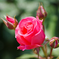 Photos: 赤いバラ