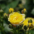 Photos: 黄色いバラ