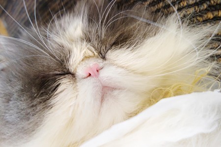 眠ったらぶ~ちゃん3
