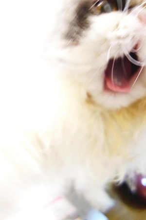 あくび