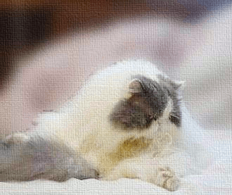 GIF!ただ今、お手入れ中