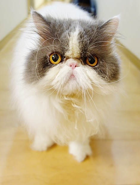 いま、僕を呼んだ?