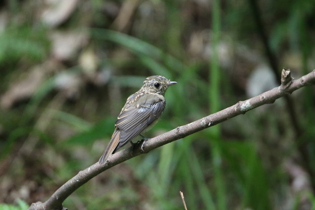 オオルリ幼鳥 1 044a8557 写真共有サイト フォト蔵