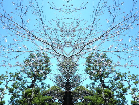 辛夷-01