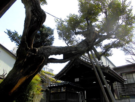 善福寺-02山門b