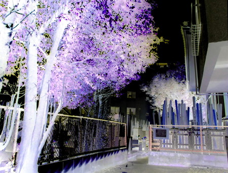 本照寺-04墓地b(2)