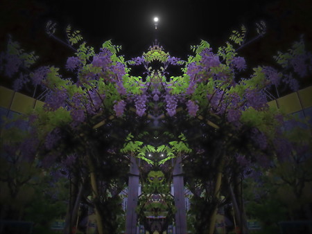 藤棚の夜-05b