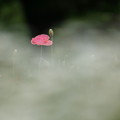 Photos: 雲上の花