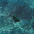 Photos: ハナアナゴ