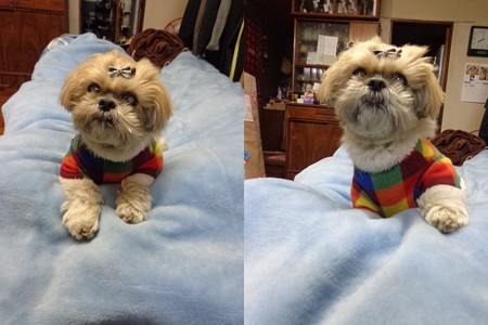とらこ