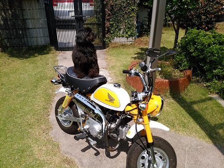 モンキー1
