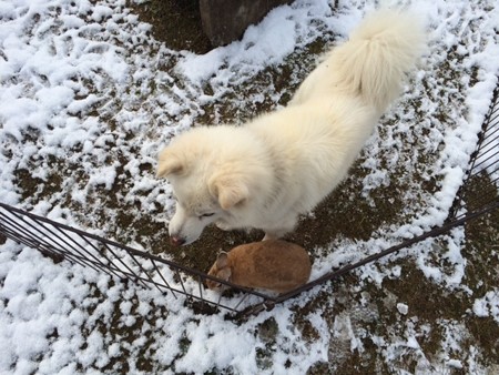 2014年　雪　犬・うさぎ