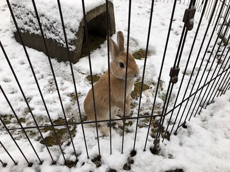 2017年12月　うさぎ