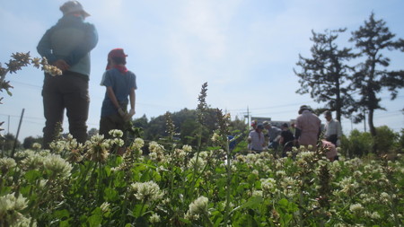 しろつめ草