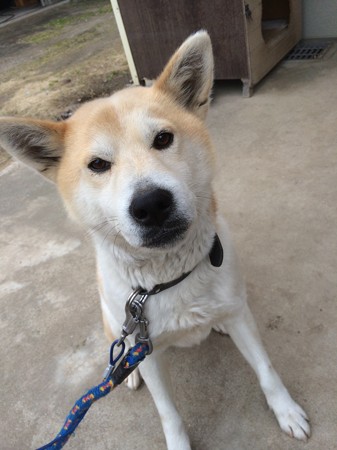 番犬