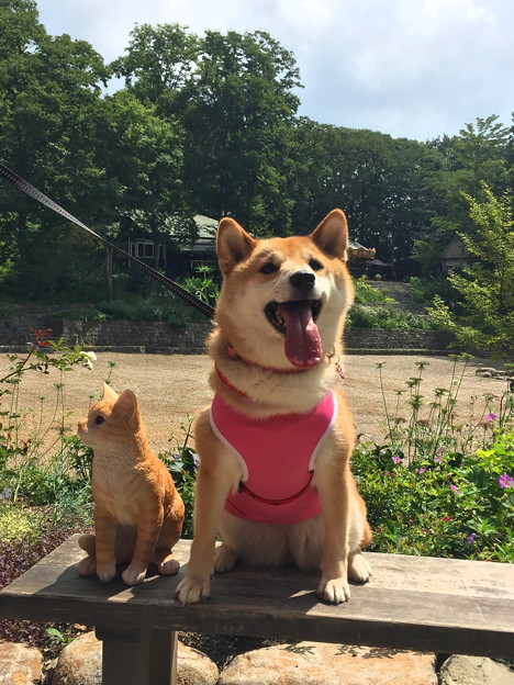 Photos: 萌木の村3