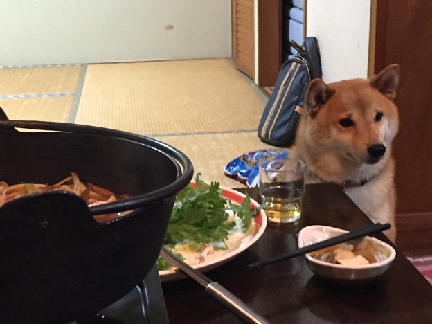 ねだる犬