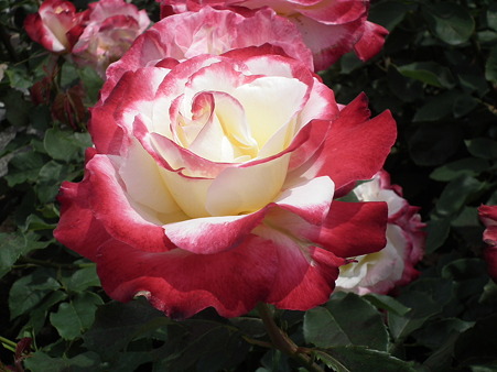 DSCF0081
