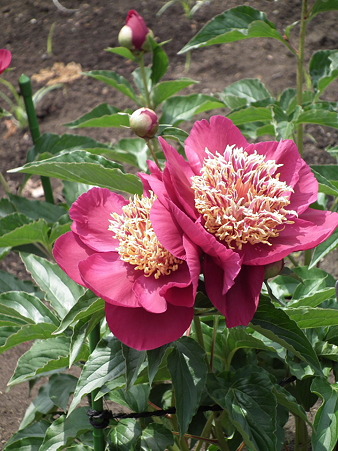 DSCF0003