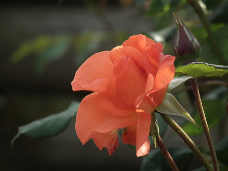 DSCF0519