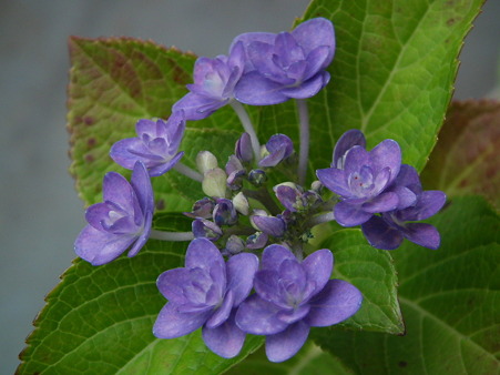 DSCF0045