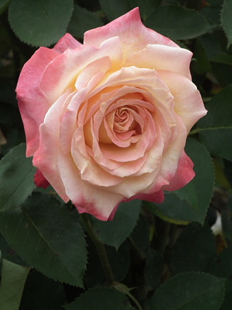 DSCF0196