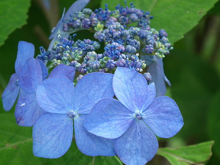 DSCF0650