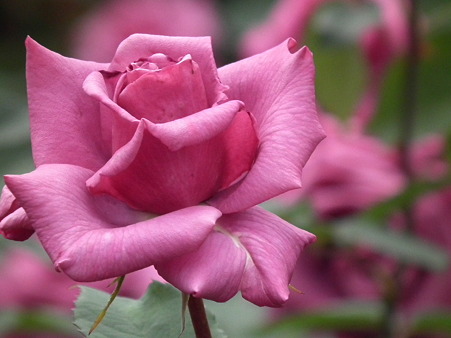 DSCF0605